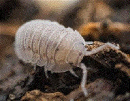 Mini Speckled Woolice - Tub of Approx 20        