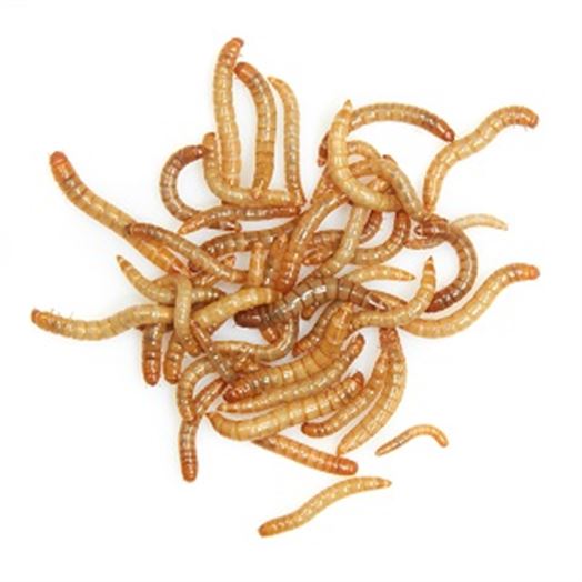 Mealworms Mixer 250g Weekly - SUPERSAVER           