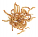 Mealworms Mixer Sack of 250g