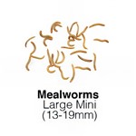 Mealworms Large Mini 1kg Monthly - SUPERSAVER     