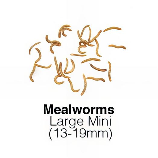 Mealworms Large Mini 1kg Weekly - SUPERSAVER       