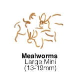 Mealworms Large Mini Sack of 1Kg 13-19mm