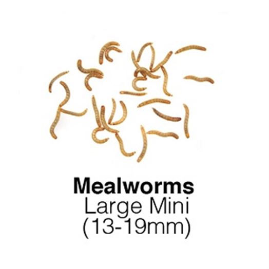 Mealworms Large Mini 250g Fortnightly - SUPERSAVER       