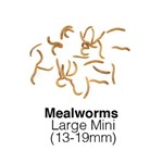 Mealworms Large Mini 250g Monthly SUPERSAVER    