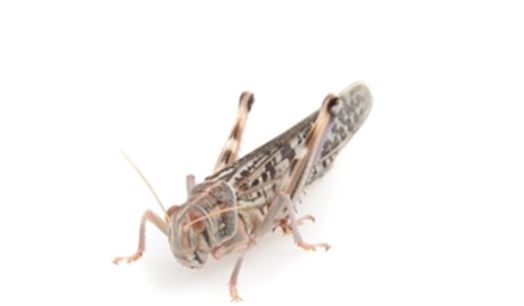 Locusts Adult - MAXIPACK of 12 Size 6 45-60mm