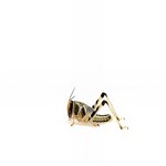 Locusts Large - MAXIPACK of 20 Size 4 22-30mm
