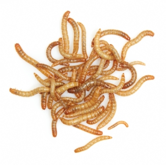 Mealworms Mixer - MAXIPACK of 110g
