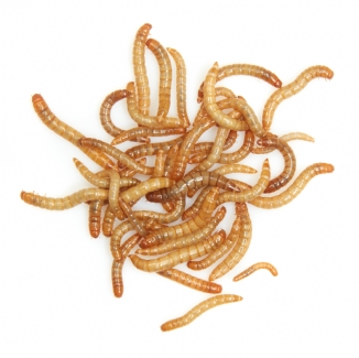 Mealworms Mixer - MAXIPACK of 110g