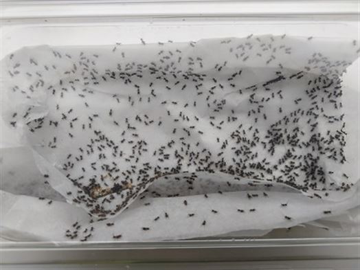 Silent Crickets Hatch MAXIPACK of 1000 Size 1 2-3mm    