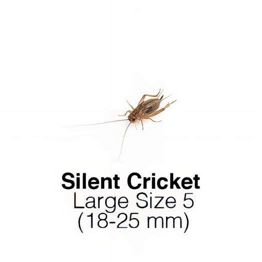 Silent Crickets Large - MAXIPACK of 170 Size 5 18-25mm