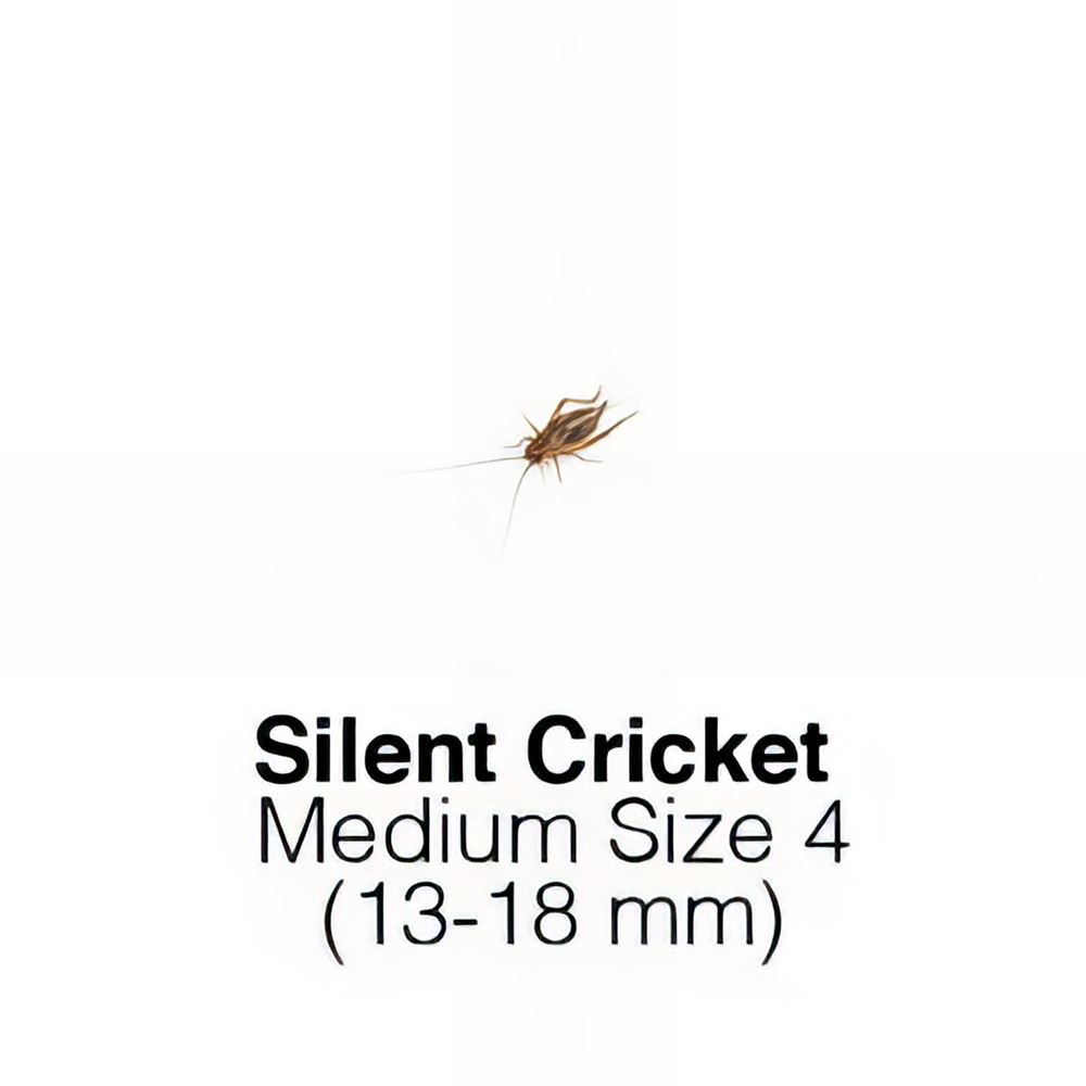 Silent Crickets Medium MAXIPACK of 200 Size 4 1318mm Live Foods Direct
