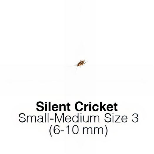 Silent Crickets Small Medium MAXIPACK of 250 Size 3 6-10mm