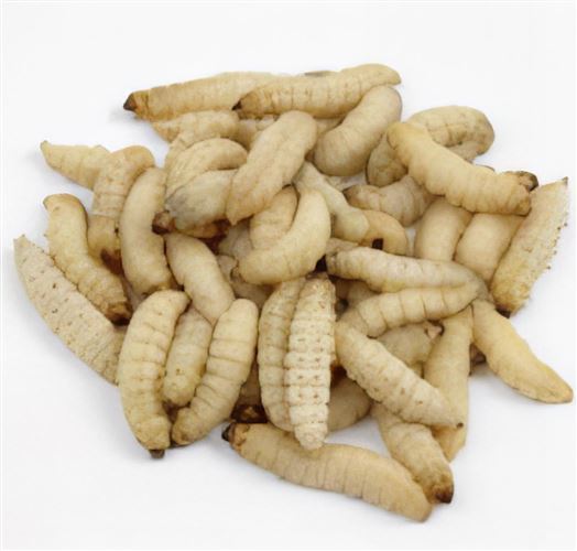 Waxworms