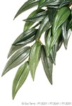 Silk Rucus Plant Small - Exo Terra