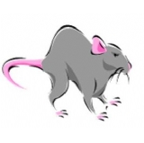 Frozen Rats Large (200g+) - 50 (CAT 2 ABP) (Z)