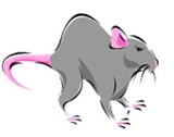Rats Weaner Large (50-70g) -50 (CAT 3 ABP) (Z)