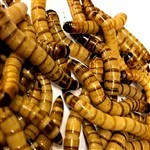 Morios Mealworms 250g - MONTHLY SUPERSAVER - Zophobas Morios