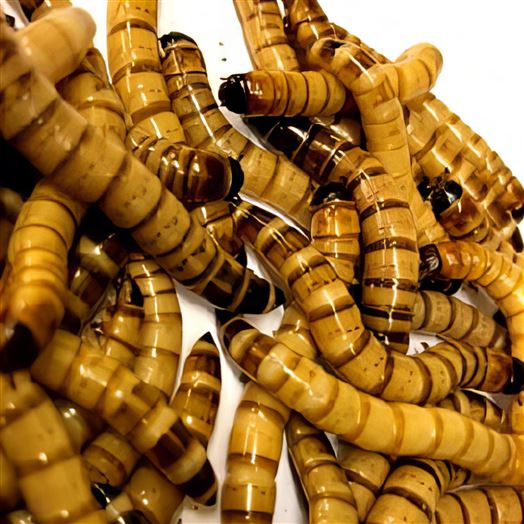 Morios Mealworms 250g - WEEKLY SUPERSAVER - Zophobas Morios 