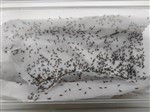 Silent  Crickets Hatch Tub of 500 Size 1 2-3mm      