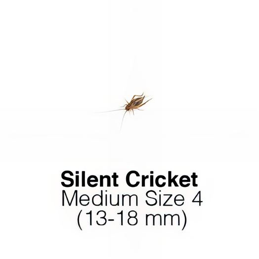 Silent Crickets Medium Sack of 1000 Size 4 13-18mm