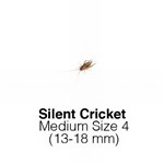 Silent Crickets Medium Tub of 100-125 Size 4 13-18mm