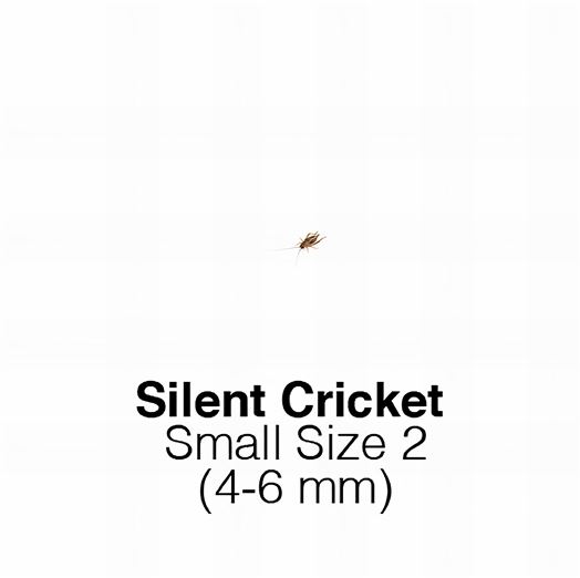 Silent Crickets Small  Sack of 1000 - Size 2  4-6mm
