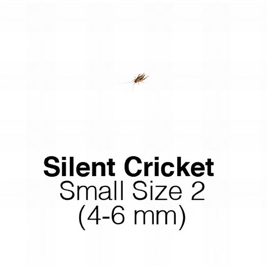 Silent Crickets Small  Tub of 225-250 Size 2 4-6mm