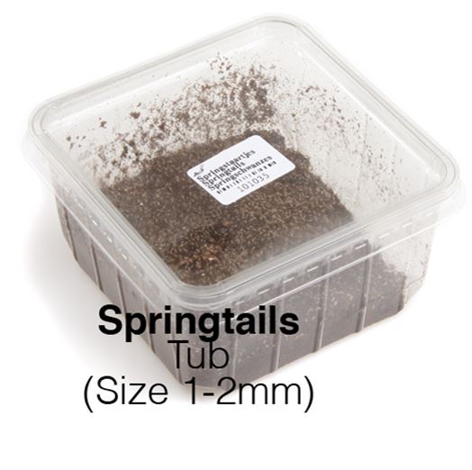 Spring Tails 1 Tub