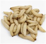 Waxworms - 1000 (4 x 250)   (4x75g) - 15-25mm