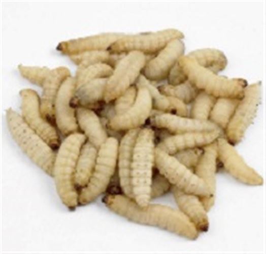 Waxworms - 250 (75g) 15-25mm