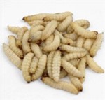 Waxworms - 250 (75g) 15-25mm