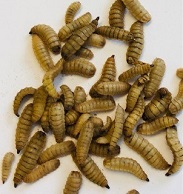 Calci Worms