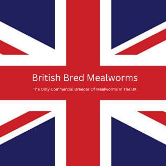 Mealworms