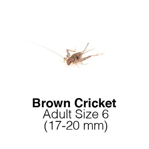 Banded Cricket Supersavers