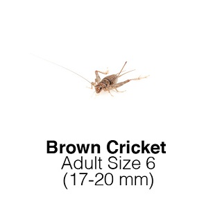 Banded Crickets