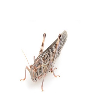 Locusts Adult