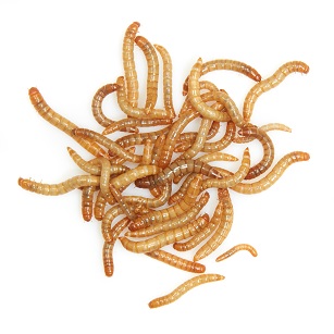 Mixer Mealworms Supersaver 