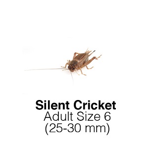 Silent Crickets